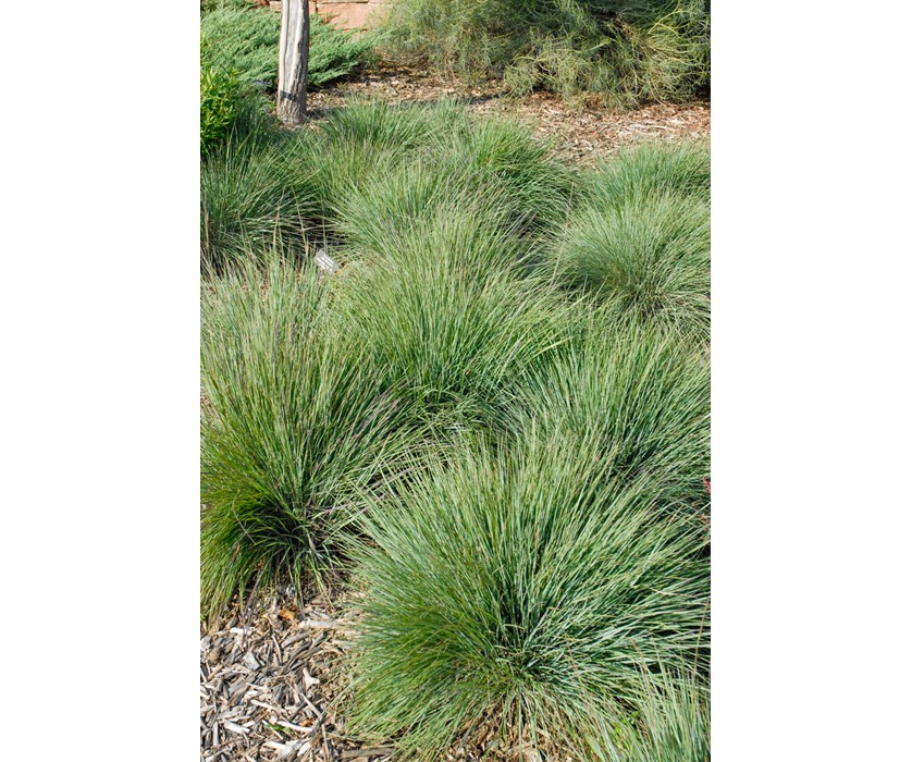 Blue Heaven Little Bluestem